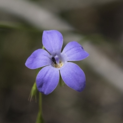 Wahlenbergia sp. (Bluebell) at Bruce, ACT - 29 Oct 2020 by AlisonMilton