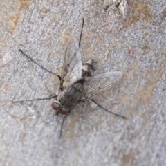 Senostoma sp. (genus) (A parasitoid tachinid fly) at Bruce, ACT - 29 Oct 2020 by AlisonMilton