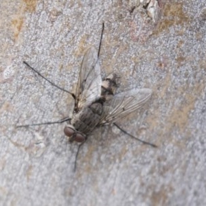 Senostoma sp. (genus) at Bruce, ACT - 29 Oct 2020 11:20 AM