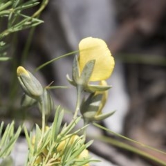 Gompholobium huegelii at Bruce, ACT - 29 Oct 2020 12:00 PM