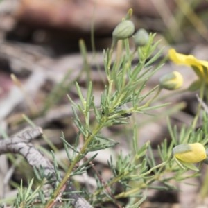 Gompholobium huegelii at Bruce, ACT - 29 Oct 2020 12:00 PM