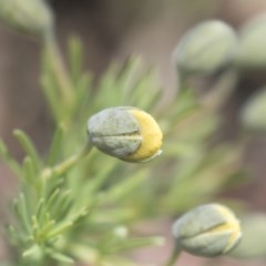 Gompholobium huegelii at Bruce, ACT - 29 Oct 2020 12:00 PM