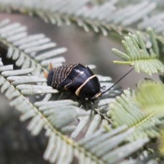 Ellipsidion australe (Austral Ellipsidion cockroach) at Bruce, ACT - 29 Oct 2020 by AlisonMilton