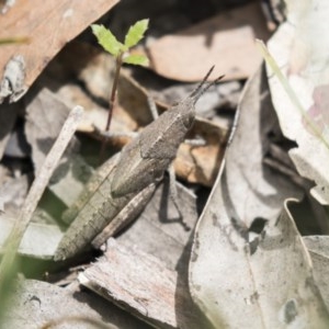 Goniaea sp. (genus) at Bruce, ACT - 29 Oct 2020