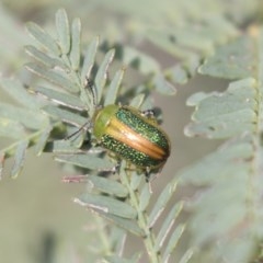 Calomela parilis (Leaf beetle) at Gossan Hill - 29 Oct 2020 by AlisonMilton