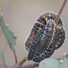 Perga sp. (genus) (Sawfly or Spitfire) at Gossan Hill - 29 Oct 2020 by AlisonMilton