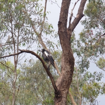 Gymnorhina tibicen (Australian Magpie) at West Albury, NSW - 30 Oct 2020 by ClaireSee