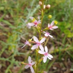 Stylidium graminifolium (Grass Triggerplant) at Albury, NSW - 30 Oct 2020 by ClaireSee