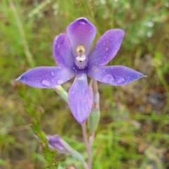 Thelymitra megcalyptra (Swollen Sun Orchid) at West Albury, NSW - 31 Oct 2020 by ClaireSee