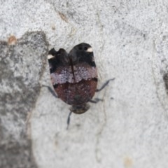 Platybrachys decemmacula (Green-faced gum hopper) at Gossan Hill - 29 Oct 2020 by AlisonMilton