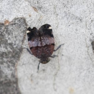 Platybrachys decemmacula at Bruce, ACT - 29 Oct 2020 12:28 PM