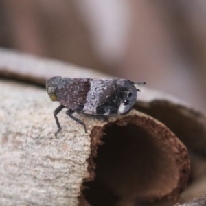 Platybrachys decemmacula at Bruce, ACT - 29 Oct 2020 12:28 PM