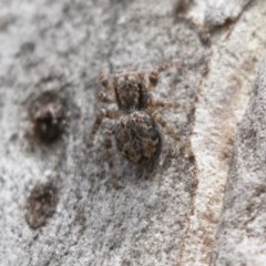 Servaea sp. (genus) (Unidentified Servaea jumping spider) at Bruce Ridge to Gossan Hill - 29 Oct 2020 by AlisonMilton