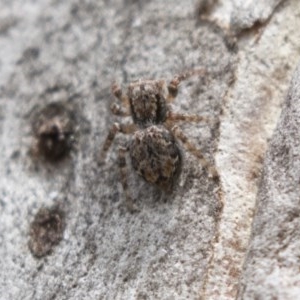 Servaea sp. (genus) at Bruce, ACT - 29 Oct 2020 12:12 PM