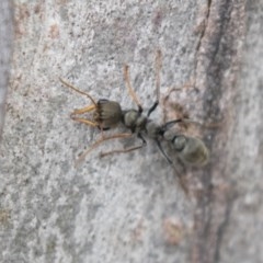 Myrmecia sp., pilosula-group at Bruce, ACT - 29 Oct 2020 12:28 PM