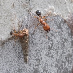 Podomyrma gratiosa (Muscleman tree ant) at Bruce, ACT - 29 Oct 2020 by AlisonMilton