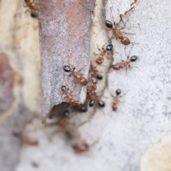 Podomyrma gratiosa at Bruce, ACT - 29 Oct 2020