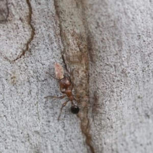 Podomyrma gratiosa at Bruce, ACT - 29 Oct 2020