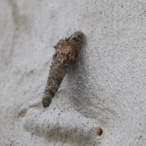 Psychidae (family) IMMATURE at Bruce, ACT - 29 Oct 2020 12:30 PM