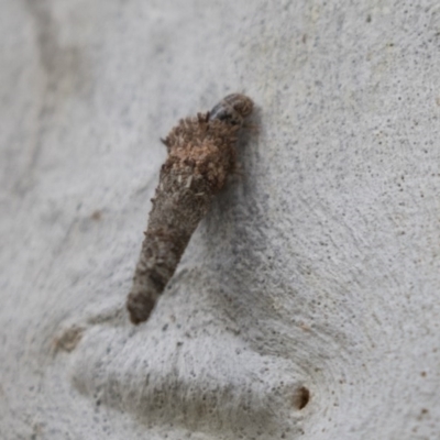Psychidae (family) IMMATURE (Unidentified case moth or bagworm) at Gossan Hill - 29 Oct 2020 by AlisonMilton
