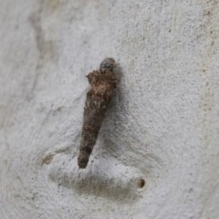 Psychidae (family) IMMATURE at Bruce, ACT - 29 Oct 2020