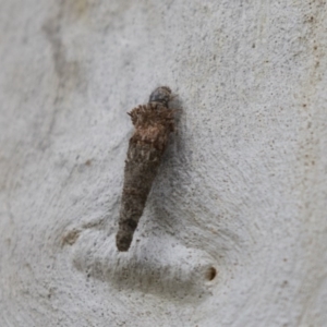 Psychidae (family) IMMATURE at Bruce, ACT - 29 Oct 2020 12:30 PM