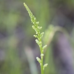 Microtis (genus) (onion orchids) at Bruce, ACT - 29 Oct 2020 by AlisonMilton