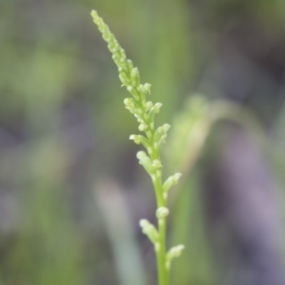 Microtis (genus) (onion orchids) at Bruce, ACT - 29 Oct 2020 by AlisonMilton