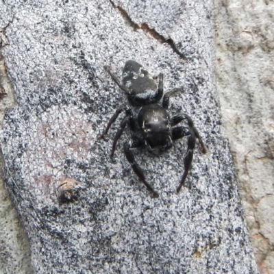 Sandalodes scopifer (White-spotted Sandalodes) at Gossan Hill - 28 Oct 2020 by AlisonMilton