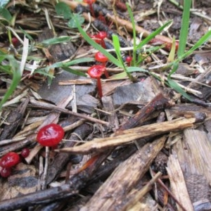 Cruentomycena viscidocruenta at Hall, ACT - 27 Oct 2020