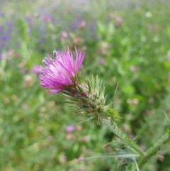 Carduus tenuiflorus (Winged Slender Thistle) at Molonglo Valley, ACT - 30 Oct 2020 by drakes