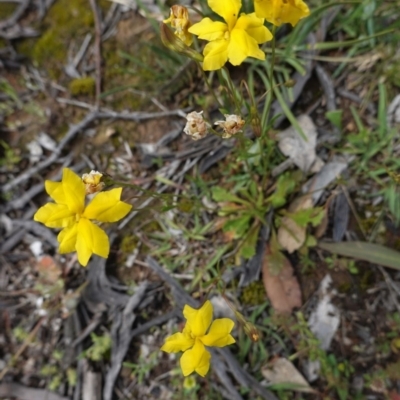 Goodenia pinnatifida (Scrambled Eggs) at Deakin, ACT - 29 Oct 2020 by JackyF