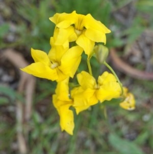 Goodenia pinnatifida at Deakin, ACT - 29 Oct 2020