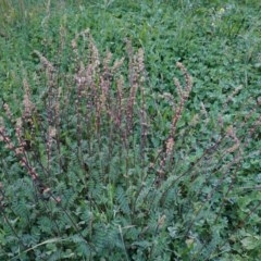 Acaena x ovina (Sheep's Burr) at Hughes, ACT - 29 Oct 2020 by JackyF