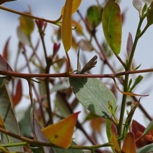 Acrodipsas myrmecophila at suppressed - suppressed