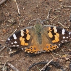 Vanessa kershawi (Australian Painted Lady) at Deakin, ACT - 29 Oct 2020 by JackyF