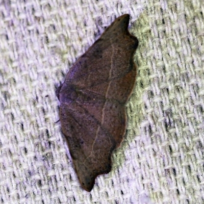 Sophta concavata (Varied Hookwing) at O'Connor, ACT - 1 Nov 2019 by ibaird