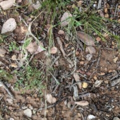 Austrostipa scabra (Corkscrew Grass, Slender Speargrass) at Hughes, ACT - 29 Oct 2020 by JackyF