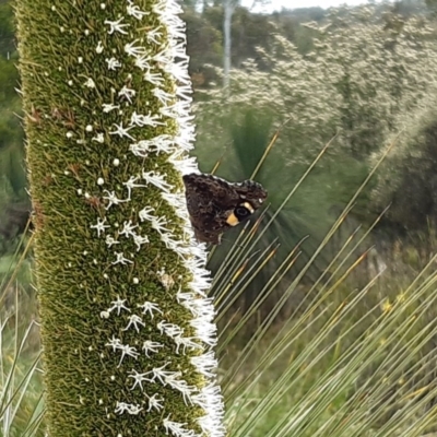 Vanessa itea (Yellow Admiral) at Acton, ACT - 29 Oct 2020 by helenking