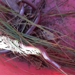 Anilios nigrescens (Blackish Blind Snake) at Acton, ACT - 29 Oct 2020 by helenking