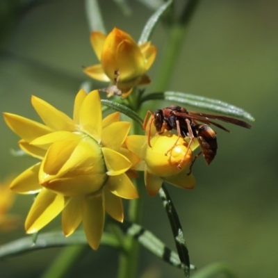 Polistes (Polistella) humilis (Common Paper Wasp) at Cook, ACT - 19 Oct 2020 by Tammy