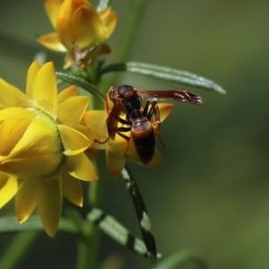 Polistes (Polistella) humilis at Cook, ACT - 19 Oct 2020