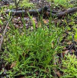 Eryngium ovinum at Hughes, ACT - 31 Oct 2020