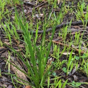 Eryngium ovinum at Hughes, ACT - 31 Oct 2020