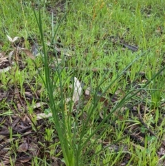 Eryngium ovinum at Hughes, ACT - 31 Oct 2020