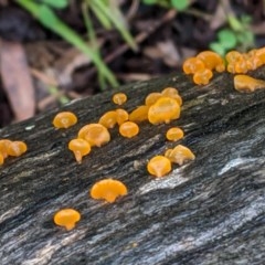 Heterotextus sp. (A yellow saprophytic jelly fungi) at Hughes, ACT - 31 Oct 2020 by JackyF