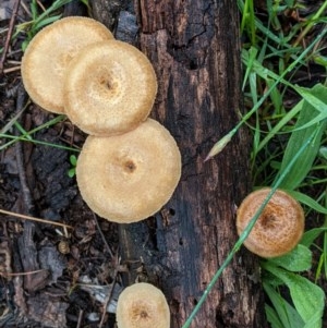 Lentinus arcularius at Hughes, ACT - 31 Oct 2020