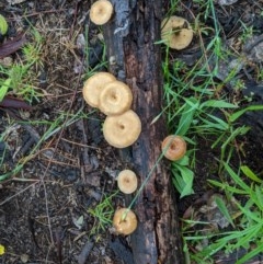 Lentinus arcularius at Hughes, ACT - 31 Oct 2020