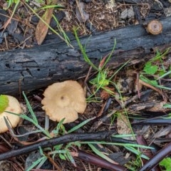 Lentinus arcularius at Hughes, ACT - 31 Oct 2020