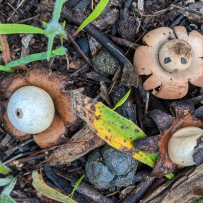 Geastrum sp. (Geastrum sp.) at Federal Golf Course - 31 Oct 2020 by JackyF